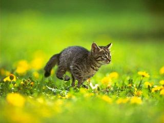 cat_0002.jpg