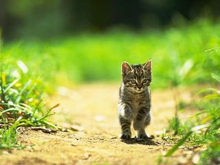 cat_0011.jpg