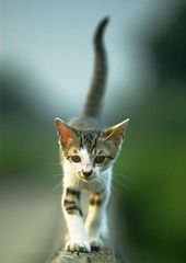 cat_0016.jpg