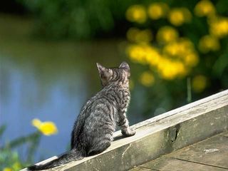 cat_0021.jpg