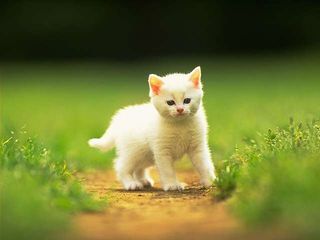 cat_0045.jpg