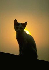 cat_0050.jpg