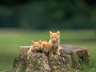 cat_0086.jpg