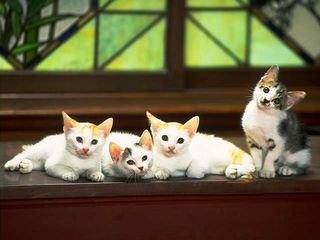 cat_0092.jpg