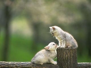 cat_0097.jpg