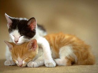cat_0124.jpg