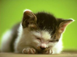 cat_0131.jpg