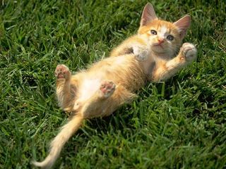 cat_0135.jpg