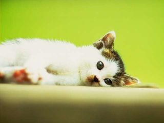 cat_0140.jpg
