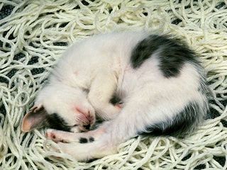 cat_0145.jpg