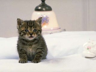cat_0162.jpg