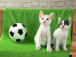 cat_0163.jpg