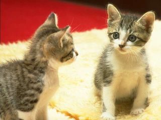 cat_0170.jpg