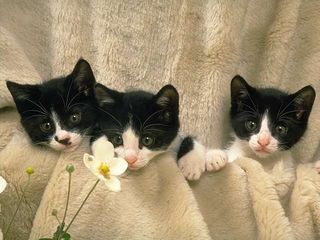 cat_0178.jpg
