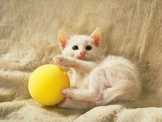 cat_0179.jpg