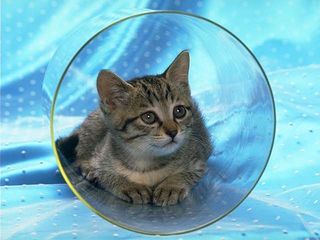 cat_0181.jpg