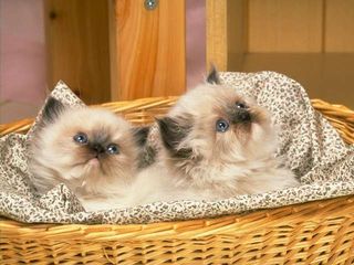 cat_0182.jpg