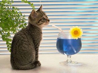 cat_0186.jpg