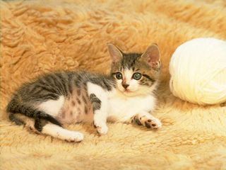 cat_0187.jpg