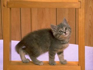 cat_0193.jpg