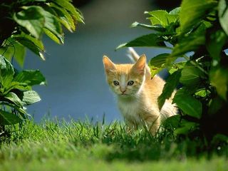 cat_0030.jpg