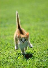 cat_0031.jpg