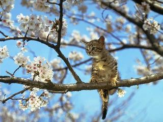 cat_0038.jpg