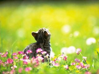 cat_0039.jpg