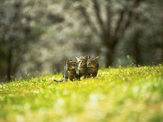 cat_0056.jpg