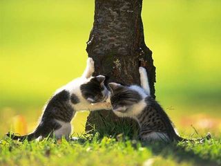 cat_0068.jpg