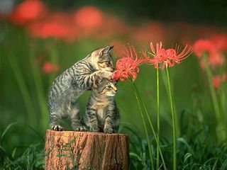 cat_0099.jpg