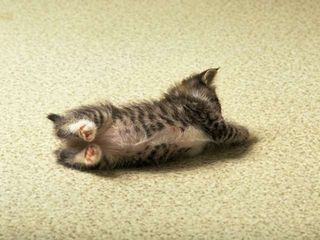 cat_0115.jpg