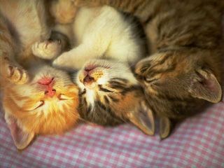 cat_0116.jpg
