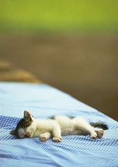 cat_0130.jpg