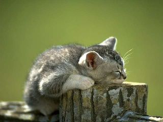 cat_0136.jpg
