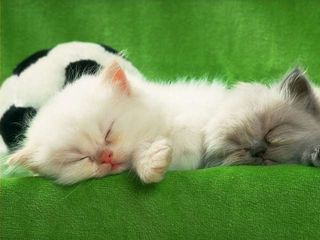 cat_0148.jpg