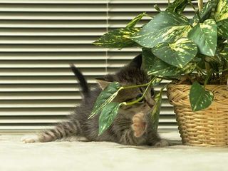 cat_0158.jpg