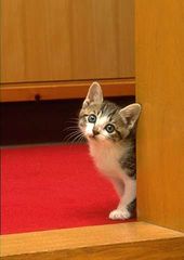 cat_0171.jpg