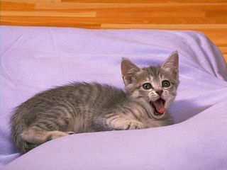 cat_0184.jpg