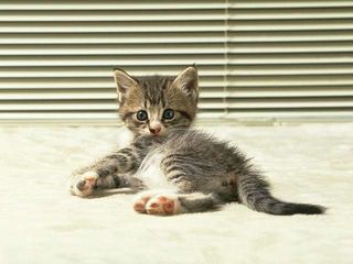cat_0188.jpg