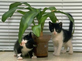cat_0192.jpg
