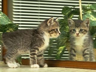 cat_0196.jpg